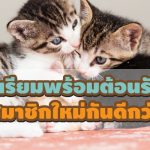 แมวcover