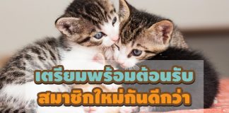 แมวcover