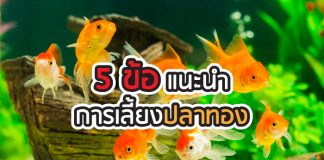 ปลาทอง การเลี้ยงปลาทอง
