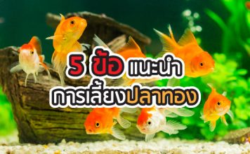 ปลาทอง การเลี้ยงปลาทอง