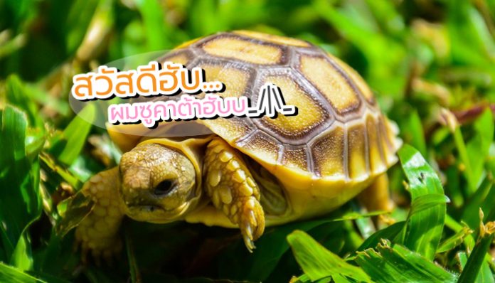 เต่า ซูคาต้า