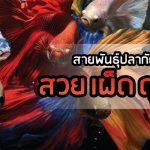 ปลากัด ปลาสวยงาม