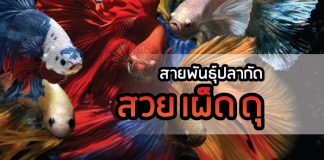 ปลากัด ปลาสวยงาม