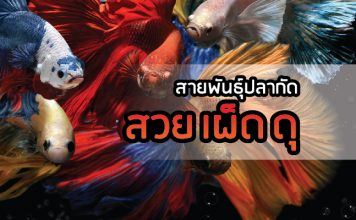 ปลากัด ปลาสวยงาม