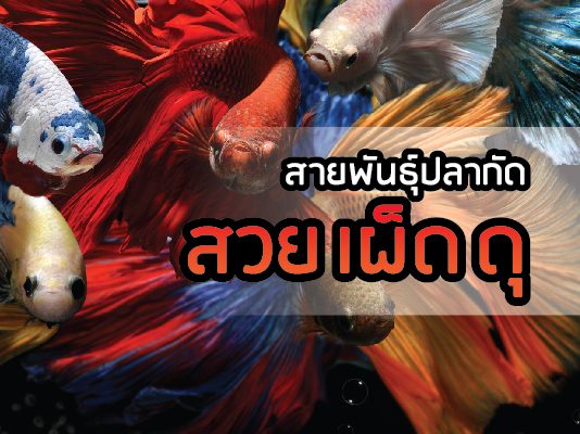 ปลากัด ปลาสวยงาม