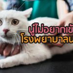 coverแมว