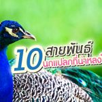 นก พันธุ์แปลก