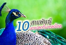 นก พันธุ์แปลก