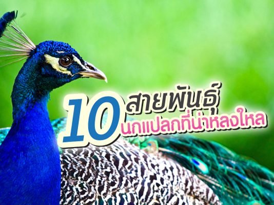 นกสุดแปลก 10 สายพันธุ์ ชวนให้คุณหลงใหล นก พันธุ์แปลก