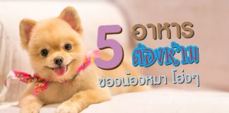 สุนัข