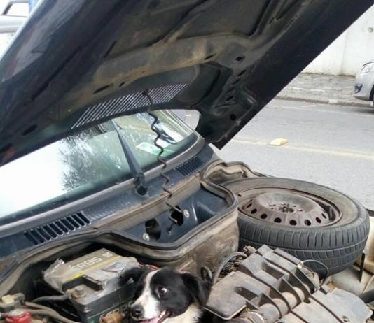 สุนัขในรถยนต์