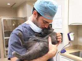 นักกอดแมว