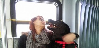 หมาติดเที่ยว