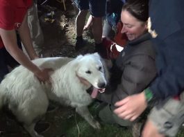 ช่วยสุนัข