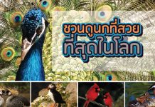 นก สวยที่สุดในโลก