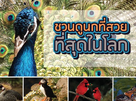 นก สวยที่สุดในโลก