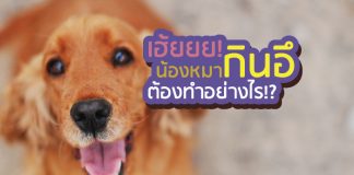 อุจจาระ สุนัข