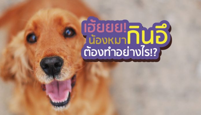 อุจจาระ สุนัข