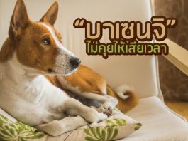 สุนัข บาเซนจิ