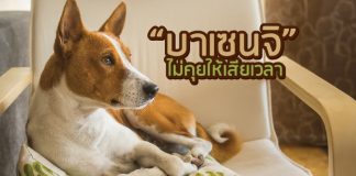 สุนัข บาเซนจิ