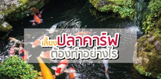 ปลาคราฟ ปลาสวยงาม