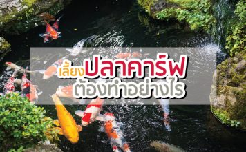 ปลาคราฟ ปลาสวยงาม