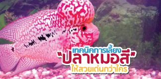 ปลาหมอสี ปลาสวยงาม