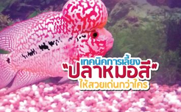 ปลาหมอสี ปลาสวยงาม