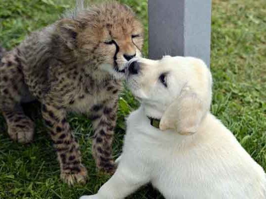 สัตว์เลี้ยง