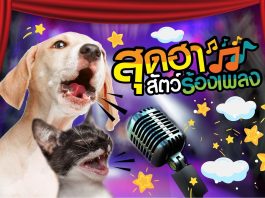 Petcitiz ความน่ารักของสัตว์เลี้ยง น้องสัตว์ร้องเพลง โดนใจคนรักสัตว์เลี้ยง