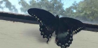 สัตว์เลี้ยง