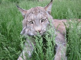 แมวยักษ์lynx