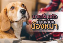 หมา เตรียมพร้อมก่อนเลี้ยง