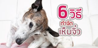 เห็บ