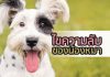 ความลับ สุนัข