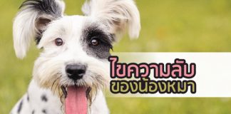 ความลับ สุนัข