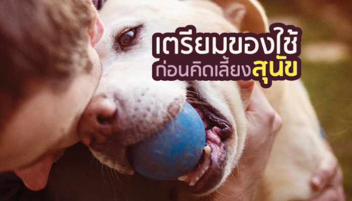 สุนัข เตรียมของใช้