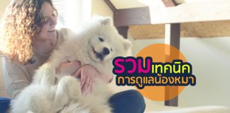 สุนัข เทคนิคการดูแล