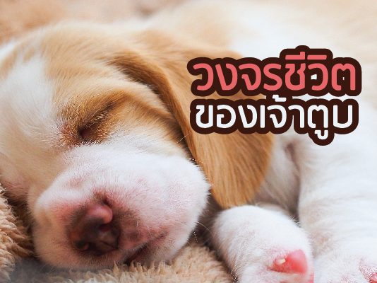 หมา วงจรชีวิตแต่ละช่วงวัย