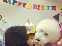 มาดูความสัมพันธ์น่ารักๆ ของเด็กน้อยชาวญี่ปุ่นกับเจ้าพุดเดิ้ลยักษ์ของเขากัน พุดเดิ้ล