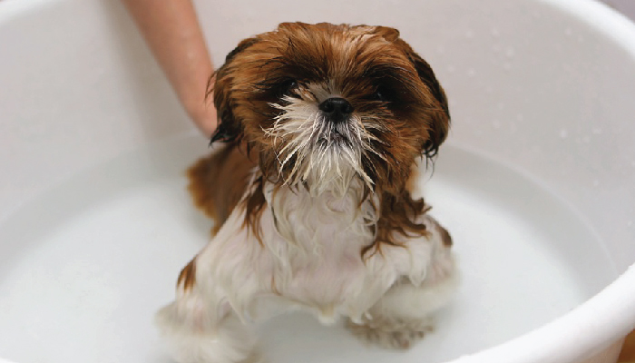 สุนัข อาบน้ำ