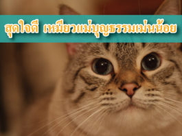 เม่น ลูกเลี้ยงแมว