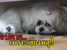 สุนัข ตกใจเสียงพลุ