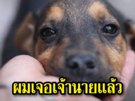 ยิ่งกว่า ปาฏิหาริย์ !! หนุ่มสุดดีใจหลังพบสุนัขพลัดหลงกันนานกว่า 10 ปี ปาฏิหาริย์ เจอสุนัขที่หลงหาย