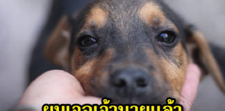 ปาฏิหาริย์ เจอสุนัขที่หลงหาย