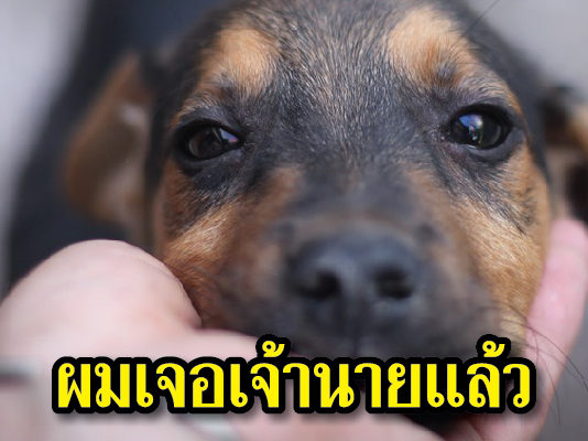 ปาฏิหาริย์ เจอสุนัขที่หลงหาย