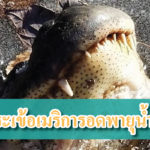 จระเข้ รอดพายุน้ำแข็ง