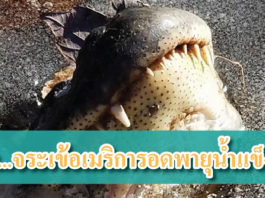 จระเข้ รอดพายุน้ำแข็ง
