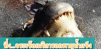 จระเข้ รอดพายุน้ำแข็ง