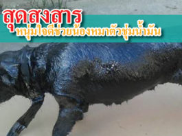 น้ำมัน เลอะตัว